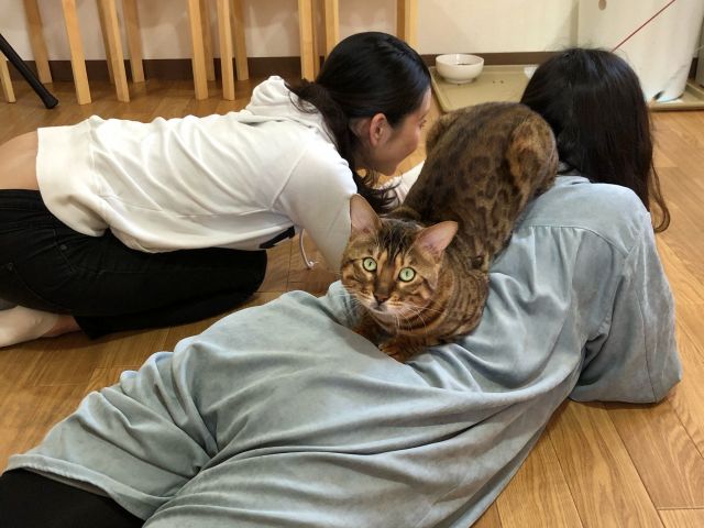 世界一小さな猫カフェ のプラン 世界一小さな猫カフェ じゃらん遊び体験 世界一小さな猫カフェ のプラン 世界一小さな猫カフェ じゃらん遊び体験