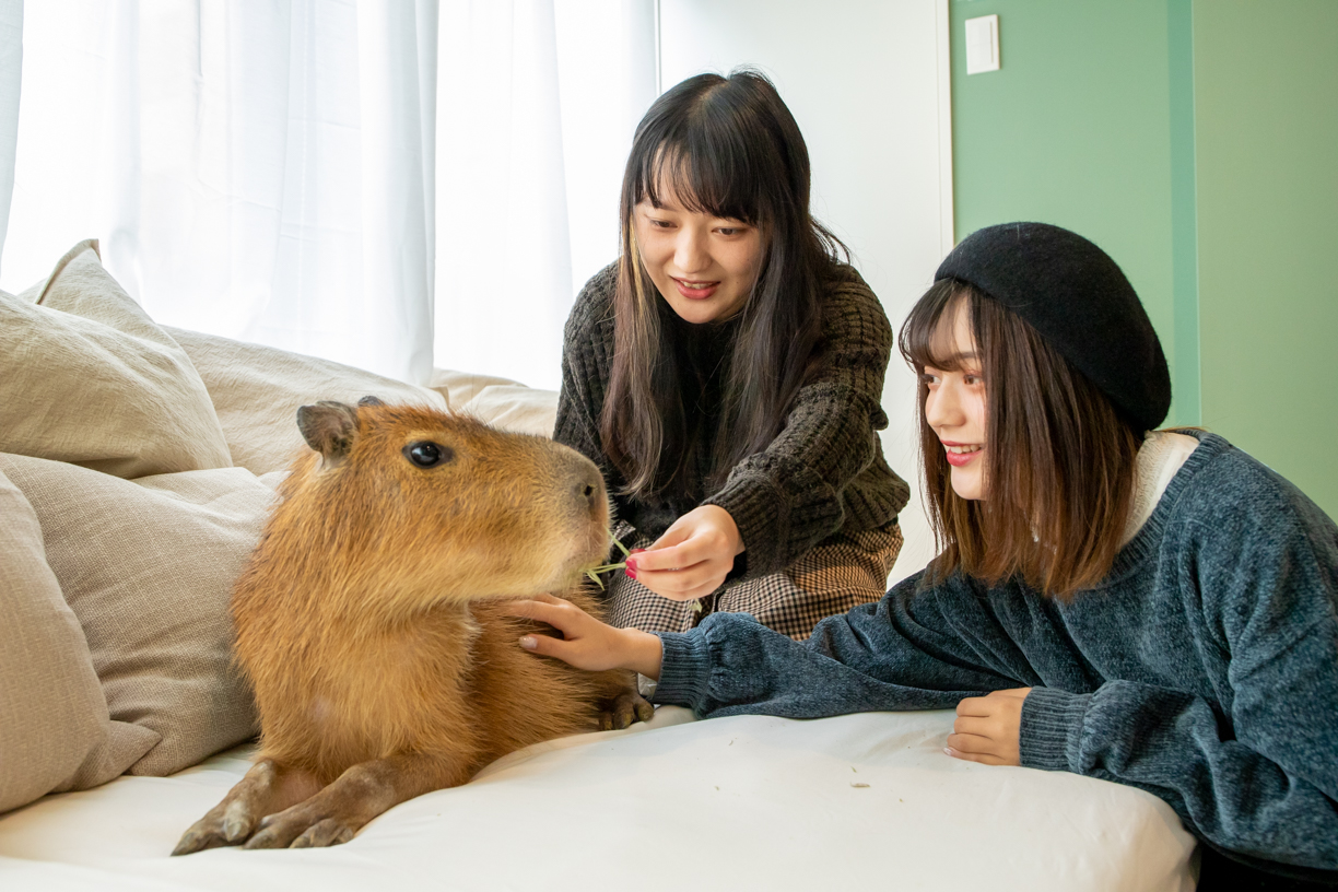 吉祥寺駅1分 カピバラさんとねことふれあう60分 １ドリンク付き 平日タイプ カピバラふれあいと里親募集型ねこカフェ カピねこカフェ じゃらん遊び体験