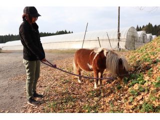 ミニチュアホースとお散歩体験 ご家族と 友達と 15分間ふれあいできます さくら農園 じゃらん遊び体験