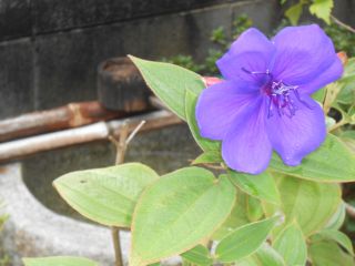 下鴨神社近くにある、小さなお茶室で楽しむ茶道体験