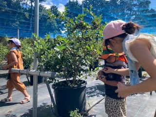 ブルーベリー狩りの様子 足元はシート敷