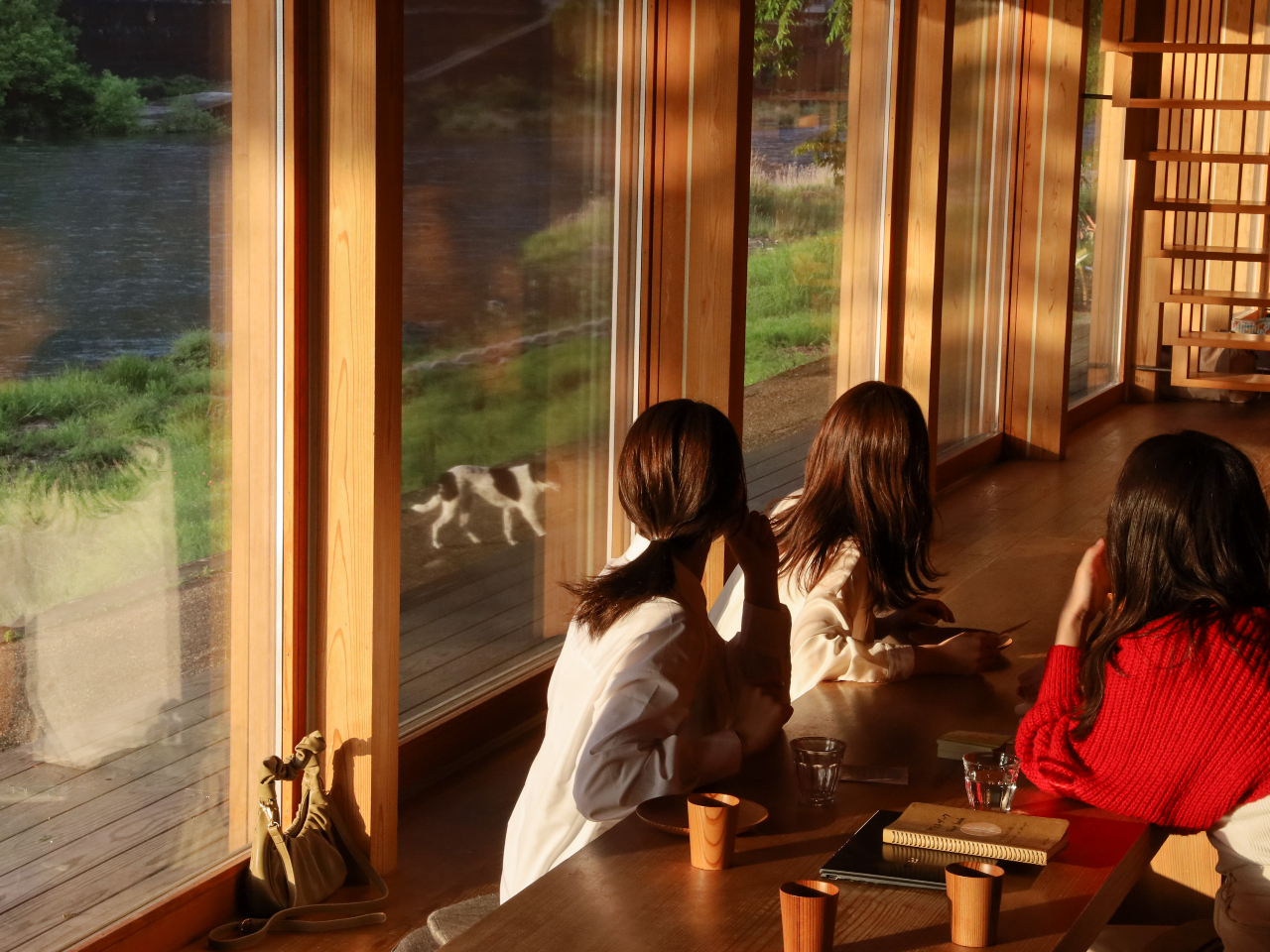 窓から外を眺めていると猫ちゃんが