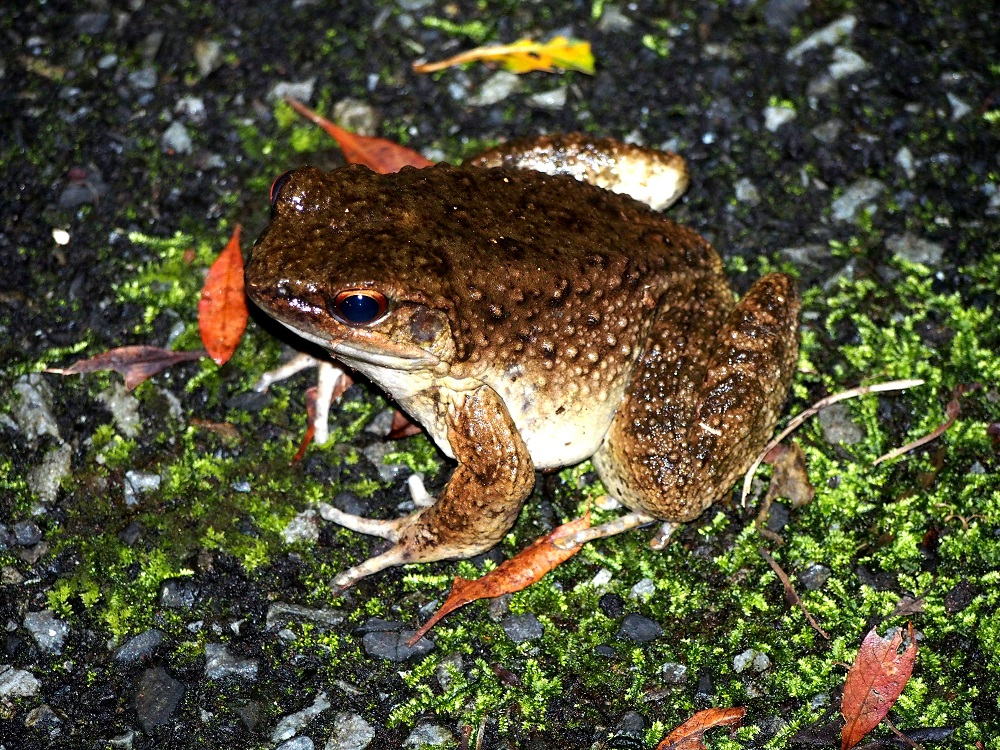 ŗL̃JGuIbgKGvBĊłB