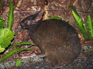 奄美初の電気自動車「グリーンスローモビリティ」でご案内します。