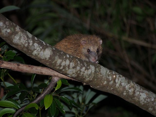 県の天然記念物「ケナガネズミ」日本一大型のネズミです。