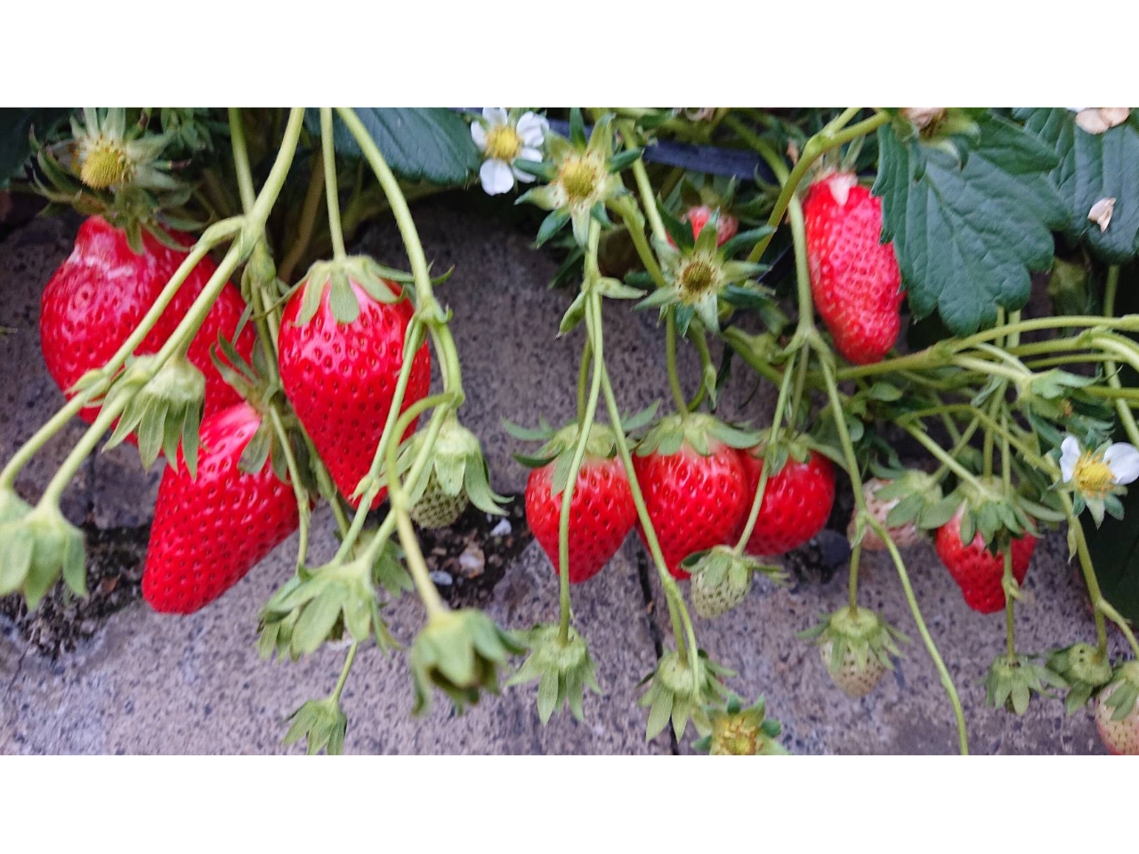 �͕P�i�����Ђ߁j��Ö��������A�_�����قƂ�Ǌ������Ȃ��̂������ł��B