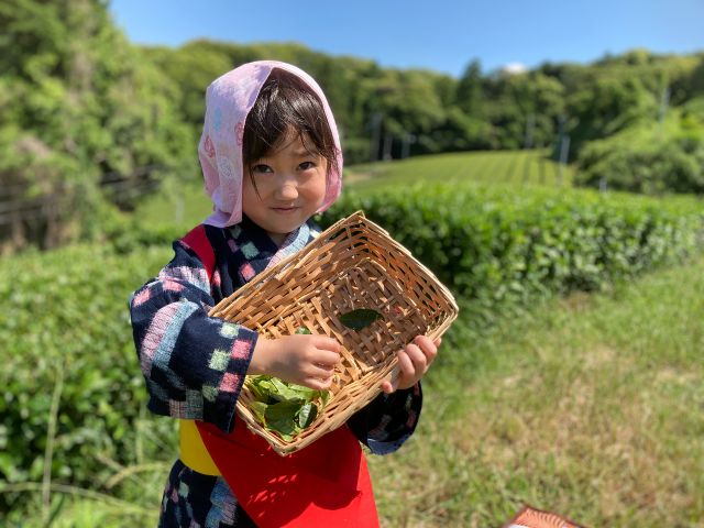 茶摘み 静岡 お茶摘み体験 入園料金込 お茶葉のお土産とキウイのバイキング付き 女性 ファミリー カップルにおすすめ キウイフルーツカントリーjapan じゃらん遊び体験 茶摘み 静岡 お茶摘み体験 入園料金込 お茶葉のお土産とキウイのバイキング付き 女性 ファミリー カップルにおすすめ キウイフルーツカントリーjapan じゃらん遊び体験