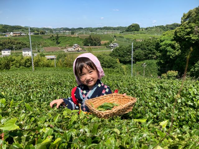 茶摘み 静岡 お茶摘み体験 入園料金込 お茶葉のお土産とキウイのバイキング付き 女性 ファミリー カップルにおすすめ キウイフルーツカントリーjapan じゃらん遊び体験 茶摘み 静岡 お茶摘み体験 入園料金込 お茶葉のお土産とキウイのバイキング付き 女性 ファミリー カップルにおすすめ キウイフルーツカントリーjapan じゃらん遊び体験