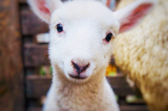 触れ合える羊さん