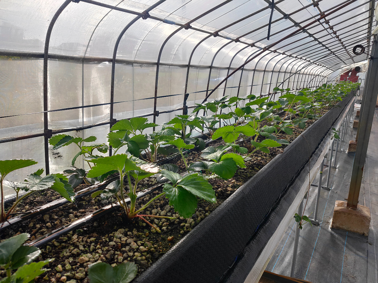 22年版 40分食べ放題 1月3日 4月10日 土耕と高設の良いとこどり 高設土耕栽培で育てた5種類のいちご をご堪能ください 車いす ベビーカーもok コロナウイルス対策実施中 丹羽イチゴ園 にわいちご じゃらん遊び体験