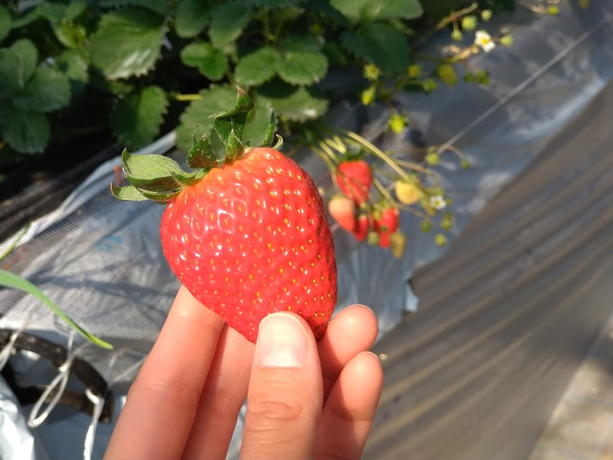 Ȃׂ傫䕂\ȐApӂł悤撣܂B