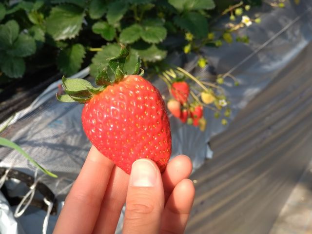 なるべく大きな苺が十分な数、用意できるよう頑張ります。