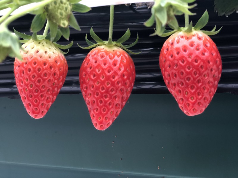 <自慢の章姫40分食べ放題♪>福井県最西端☆空に近いいちご狩り♪練乳などお持ち込...