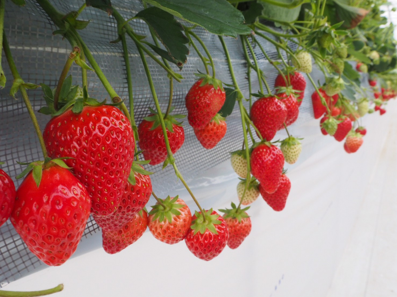 千葉市・いちご狩り】＼いちご4品種50分食べ放題！／イチゴ100％の