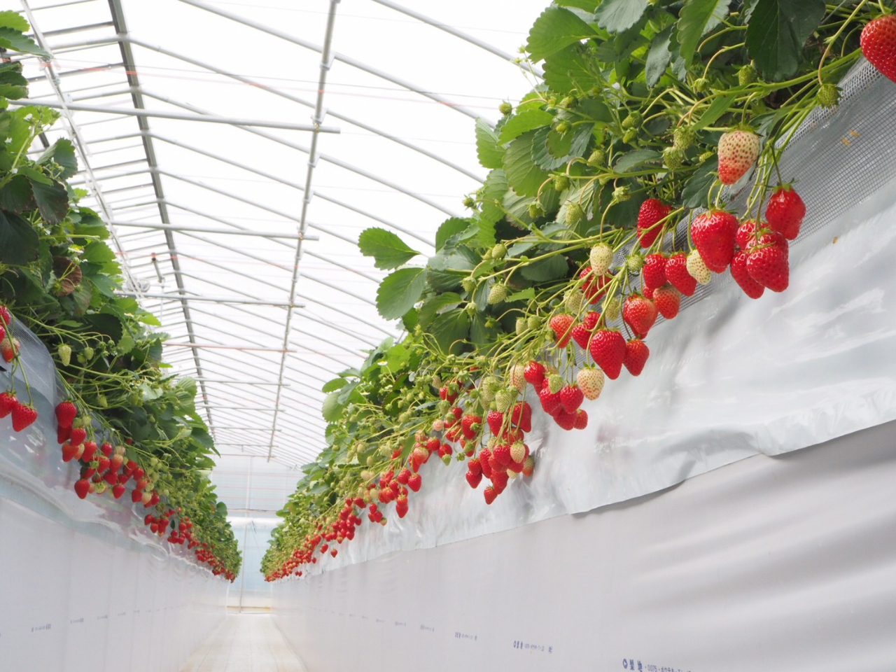 �����ȍ��݃x���`�ł��������͔|���Ă��܂��B