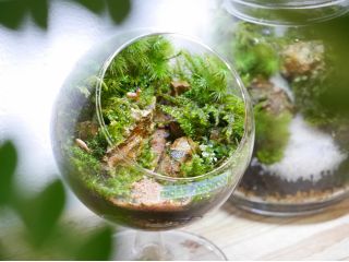苔テラリウム作り体験 世界に1つだけ あなただけの苔テラリウムを作りましょう Moss Connect じゃらん遊び体験 苔テラリウム作り体験 世界に1つだけ あなただけの苔テラリウムを作りましょう Moss Connect じゃらん遊び体験