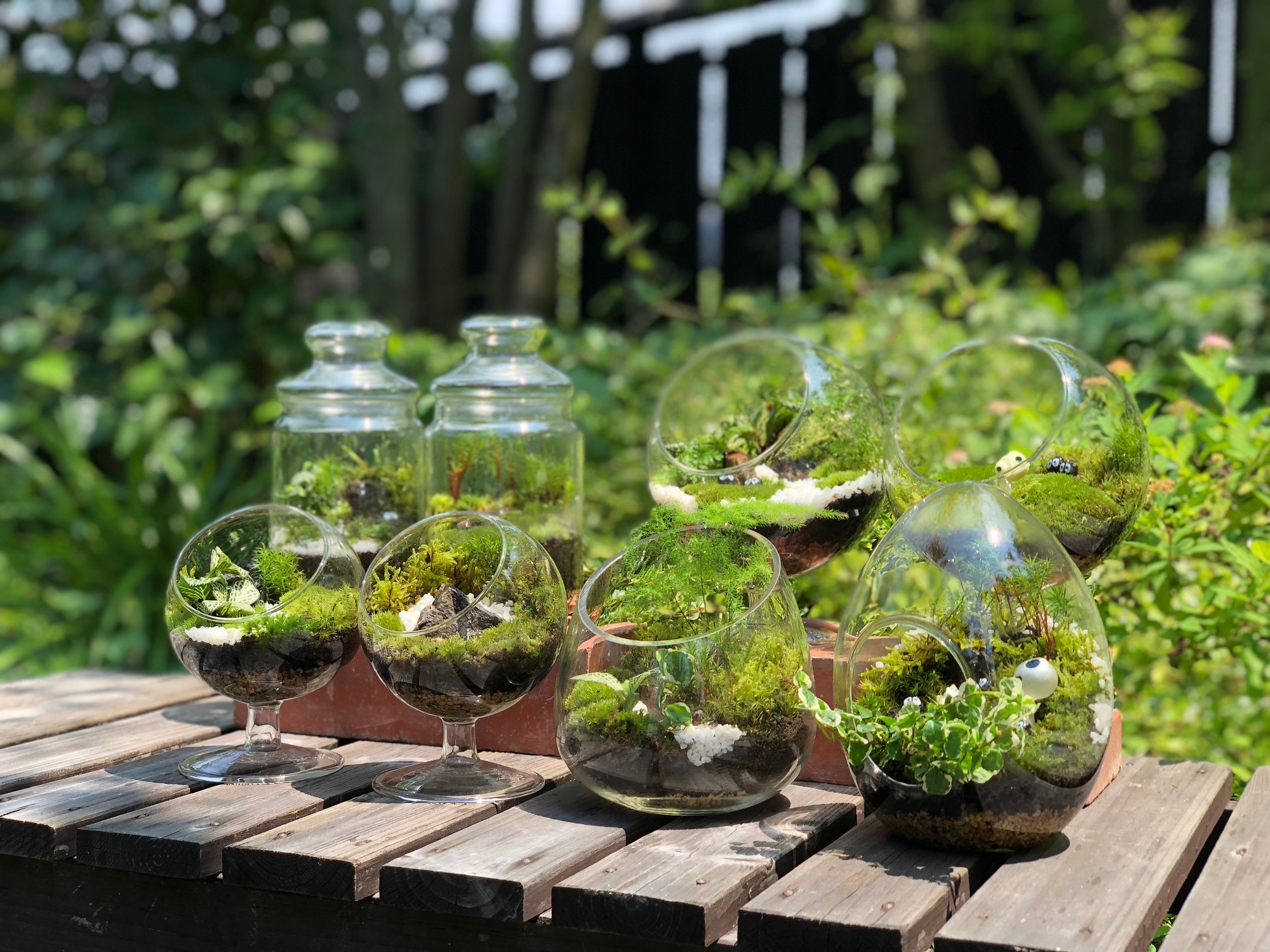 苔テラリウム作り体験 世界に１つだけ あなただけの苔テラリウムを作りましょう Moss Connect じゃらん遊び体験