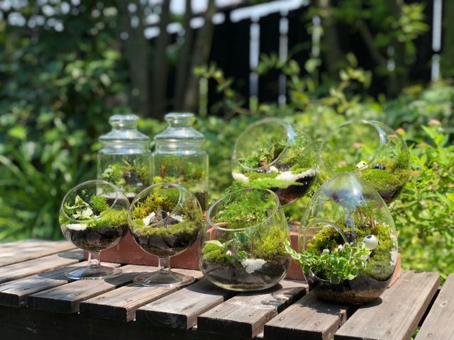 苔テラリウム作り体験 世界に1つだけ あなただけの苔テラリウムを作りましょう Moss Connect じゃらん遊び体験 苔テラリウム作り体験 世界に1つだけ あなただけの苔テラリウムを作りましょう Moss Connect じゃらん遊び体験