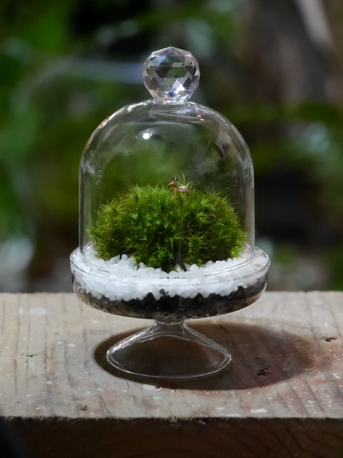 苔テラリウム作り体験 世界に１つだけ あなただけの苔テラリウムを作りましょう Moss Connect じゃらん遊び体験