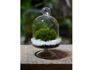 苔テラリウム作り体験 世界に1つだけ あなただけの苔テラリウムを作りましょう Moss Connect じゃらん遊び体験 苔テラリウム作り体験 世界に1つだけ あなただけの苔テラリウムを作りましょう Moss Connect じゃらん遊び体験