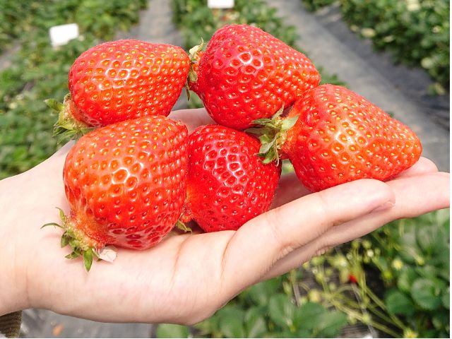 コロナ対策中 3月 4月28日 あまおう の量り売りプラン 100gあたり250円 ウォークスルーいちご狩り 道の駅おおきのとなりのいちご園 観光農園ラ フレーズ じゃらん遊び体験 コロナ対策中 3月 4月28日 あまおう の量り売りプラン 100gあたり250円 ウォークスルーいちご狩り 道の駅おおきのとなりのいちご園 観光農園ラ フレーズ じゃらん遊び体験