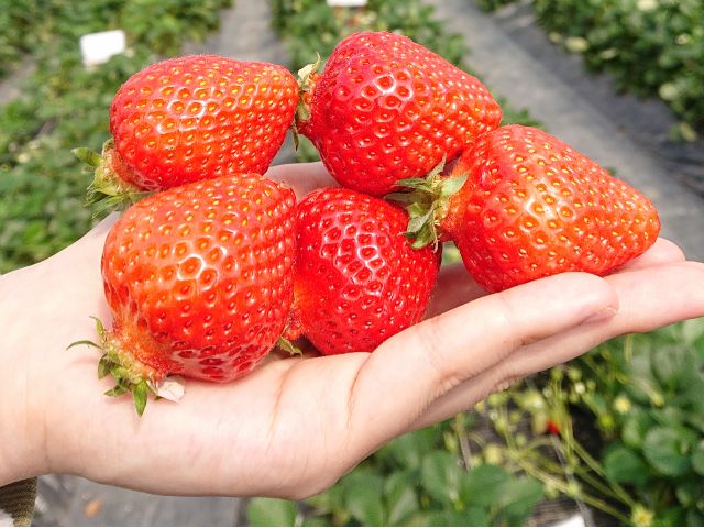 コロナ対策中 Gw あまおう の量り売りプラン 100gあたり0円 ウォークスルーいちご狩り 道の駅おおきのとなりのいちご園 観光農園ラ フレーズ じゃらん遊び体験 コロナ対策中 Gw あまおう の量り売りプラン 100gあたり0円 ウォークスルーいちご狩り 道の駅おおきのとなりのいちご園 観光農園ラ フレーズ じゃらん遊び体験