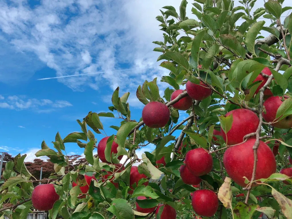 񂲎̕íA̎̏{ȕiD݂ɍ킹ĂIт܂