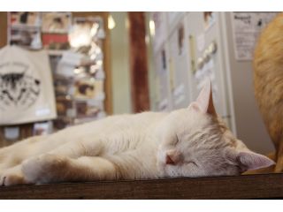 12 28 谷保駅より徒歩3分 個性豊かな猫ちゃん28匹がお出迎え 漫画もたくさんの猫カフェで癒し体験 猫のいる休憩室 谷保ねこ じゃらん遊び体験 12 28 谷保駅より徒歩3分 個性豊かな猫ちゃん28匹がお出迎え 漫画もたくさんの猫カフェで癒し体験 猫のいる休憩室 谷保ねこ じゃらん遊び体験