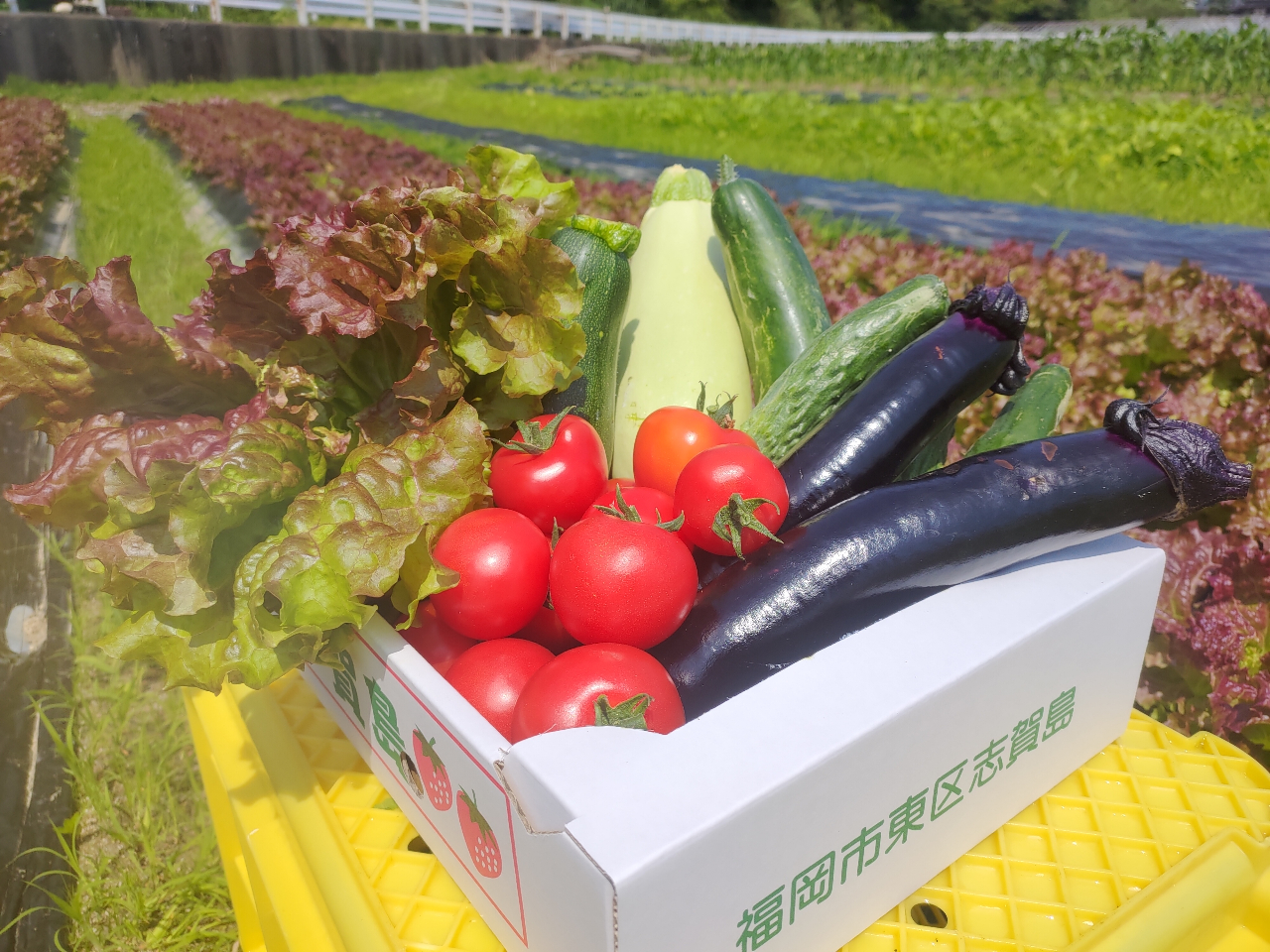 福岡 志賀島 野菜収穫体験 新鮮なお野菜をお持ち帰り 自然たっぷりの志賀島で観光の合間にも ファミリーやカップル マエムラファーム じゃらん遊び体験