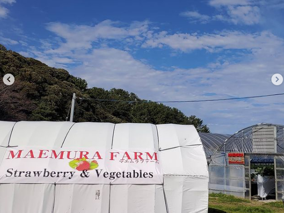 志賀島の自然を感じながらいちご狩りが出来ます♪