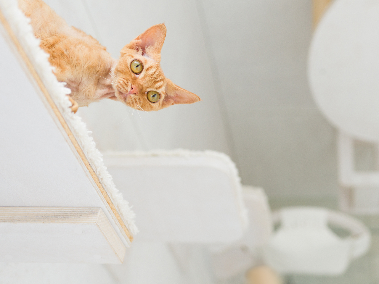 【取り置き】こーねこ 楽天市場】【 蚊取り線香入れ 】 おいでやす猫蚊遣り器 1個 選択
