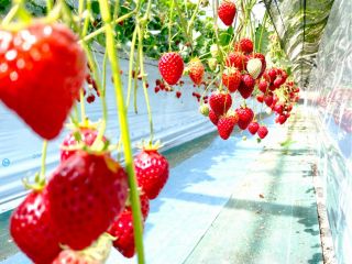 あまおう♪『あ』かい、『ま』るい、『お』おきい、『う』まいの頭文字をとって『あまおう』と名付けられた皆様ご存知のキング オブ ストロベリー!