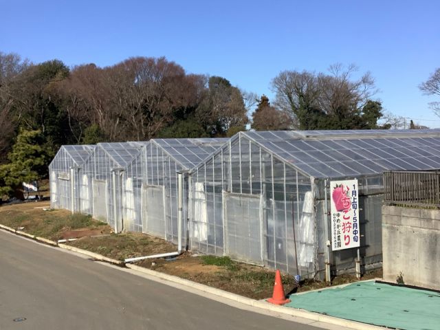 900坪のハウスです。太陽光でハウスの中は、常に春先から初夏です