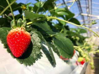 おいCベリー、1番人気です!