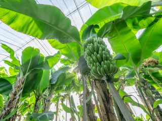 『おひさまファーム』で、私たちが皆様をお待ちしています!アットホームな農園で、バナナの収穫や追熟の楽しさを一緒に体験しませんか?5月末までの期間限定、家族みんな