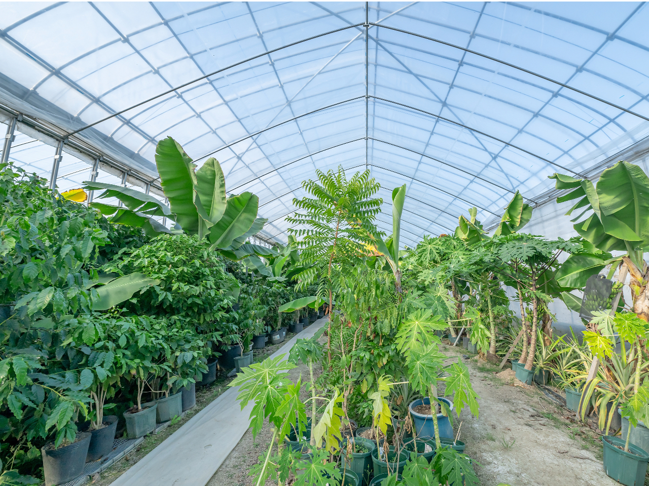 ���R�ɓ썑�̐X�����ꂽ!?�n�E�X�̒��́A�o�i�i�̑��ɂ��p�p�C����p�C�i�b�v���A�R�[�q�[�ȂǁA�������A���������ς��B������𓥂ݓ����΁A���N���N����썑�C����