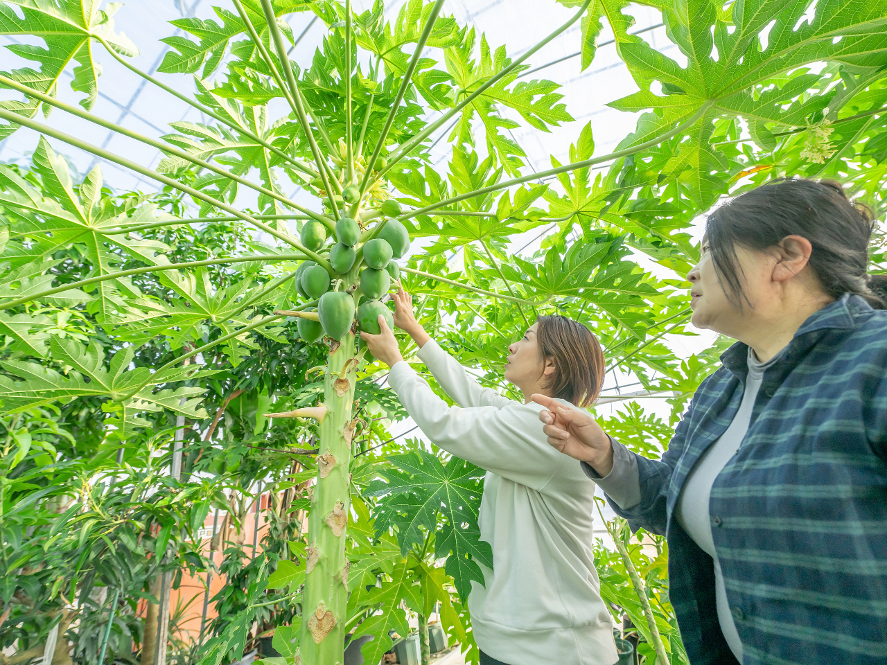 �u��Ɍ������Ă��񂮂�L�т�p�p�C���̖؁B�傫�ȗt���ς̉��ɂ́A�Ԃ����p�p�C�����B��Ă��邱�Ƃ��I���i�͌����Ȃ������̉ߒ����ԋ߂Ŋώ@���āA�p�p�C�����m�ɂ�