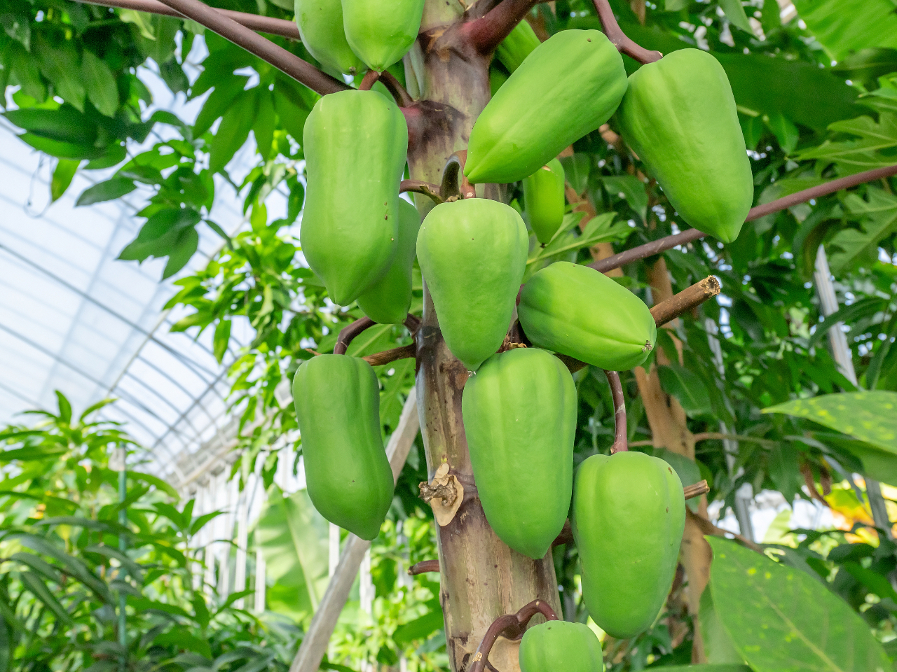 �u���R�ł���Ȃɗ��h�ȃp�p�C�����H�n�E�X�̉����̉��A�������܂������Ղ藁�тĈ�����p�p�C�����ԋ߂Ŋώ@�B���i�͌����Ȃ��썑�̐������i�ɁA��l���q�ǂ��������ÁX