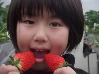 おおきくてあまいいちごが食べ放題♪