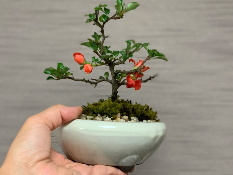 �y�F�J/�~�͍��z�~�͍��u���iBONSAI�j