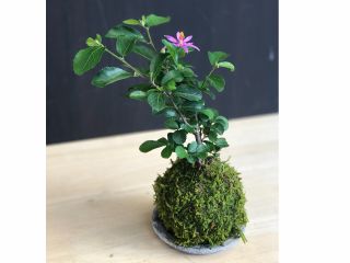 季節ごとにご用意した苗木から選んで約10cm前後の苔玉ができます。管理方法や育て方のしおりもお付けしてますので初めての方でも安心。道具も全てご用意してます。