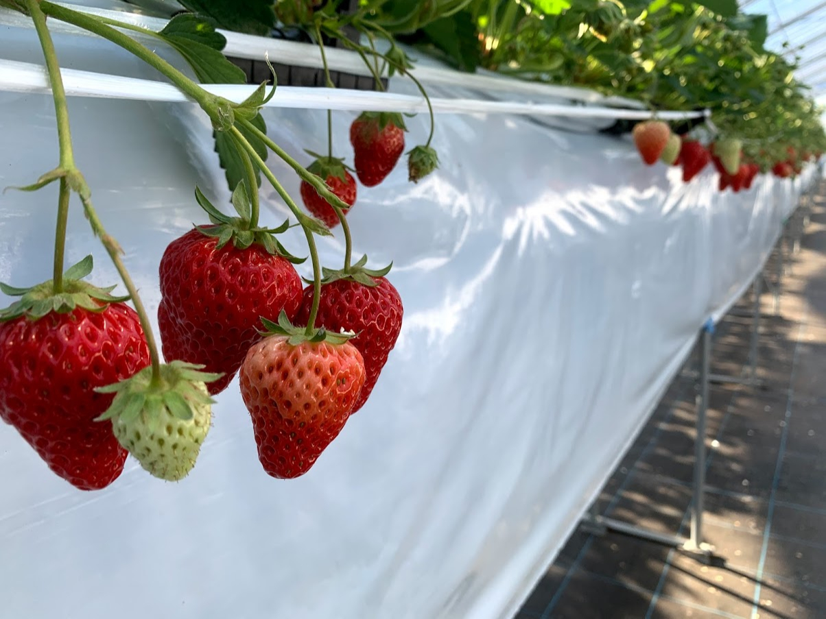 嗱̐lCi𒆐Sɍő10ނ̐Hהׂo܂