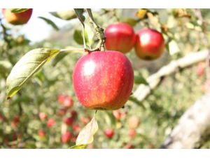 真っ赤なリンゴ♪お気に入りのリンゴ見つけてください^^