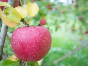 真っ赤なリンゴ♪お気に入りのリンゴ見つけてください^^