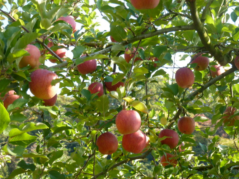 りんごがたくさん!