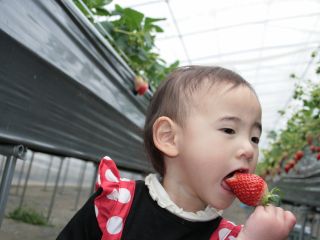 小さいお子様の口には入り切らないほど大きいいちごです♪