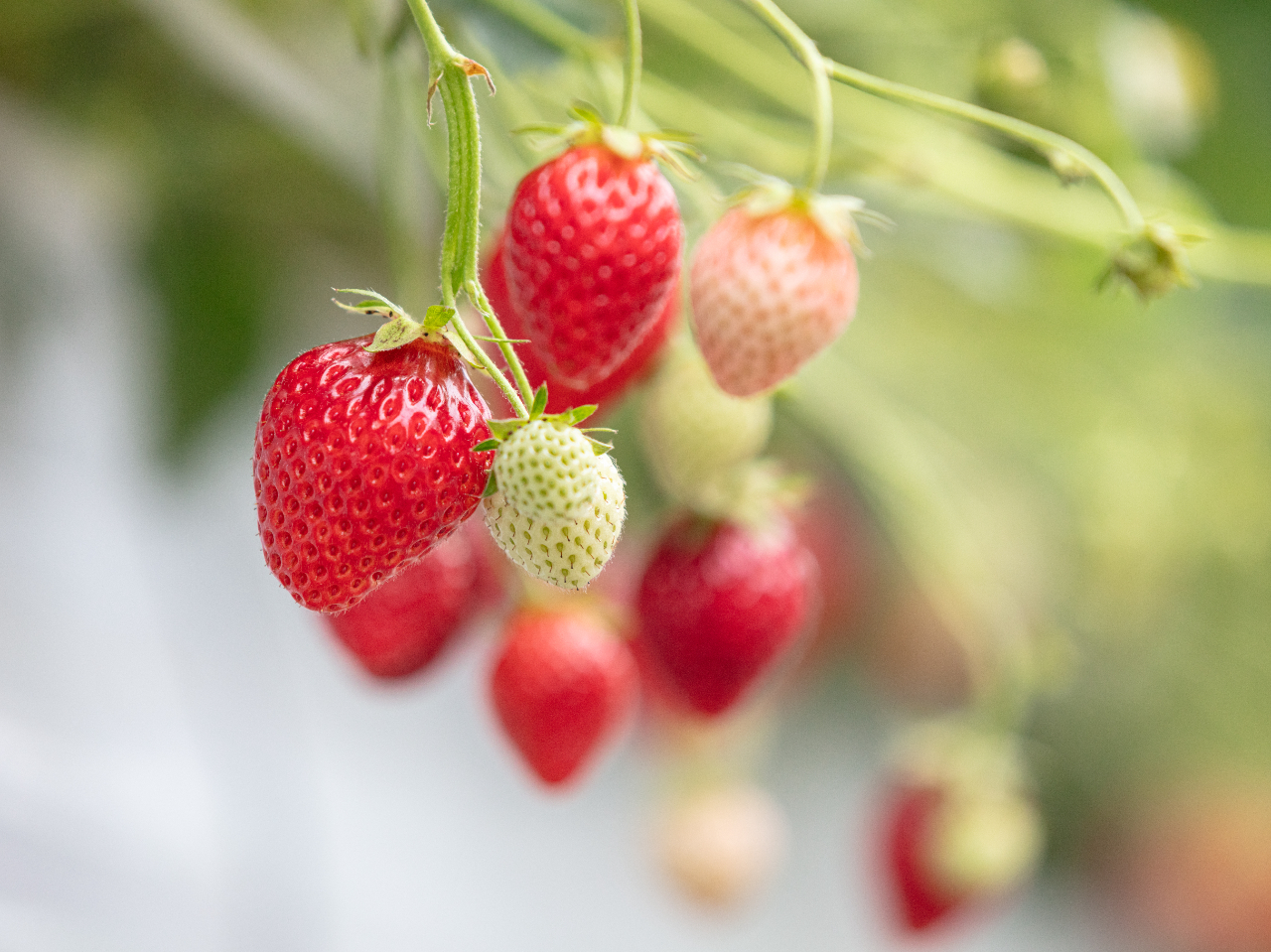 ^ԂȂ̂ԂC`SɂȂĂ܂