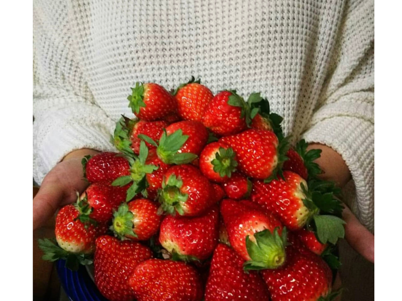 摘み取りプラン始めました♪ 美味しいイチゴ皆様に食べて頂きたいです☆彡