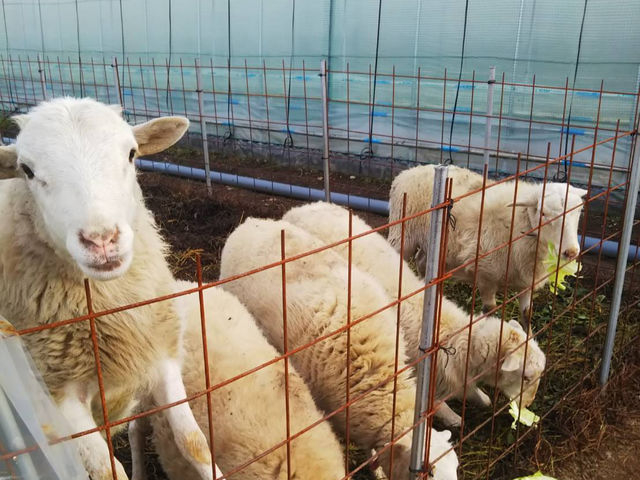 羊達も皆様のご来園を心よりお待ちしております。 ※コロナ対策観点で予告なしに別の場所へ移動してしまう場合もございます。ご了承ください。