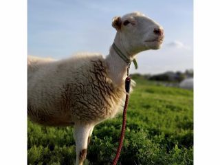 《ストロベリーランド筑西》道の駅でいちご狩り♪羊ちゃん達も皆様のご来園を心よりお待ちしております!